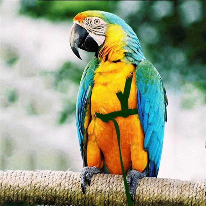 Training Flying Traction Rope Anti-Bite Training Rope Bird Leash Parrot Flying Rope Parrot Harness Bird Harness Leash 2030