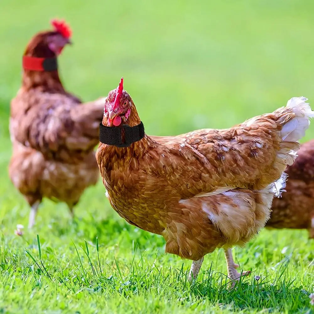 2PCS Chicken Collar Anti-Hook Noise Free Neckband Collars No Crow Rooster Collar Prevent Chickens from Crowing Supplies
